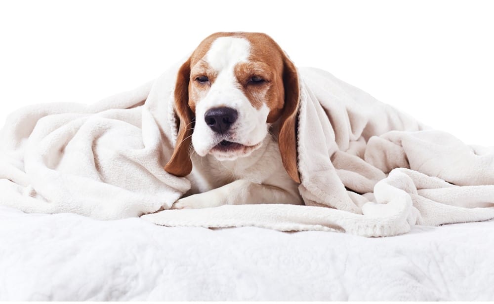 sick dog in blanket