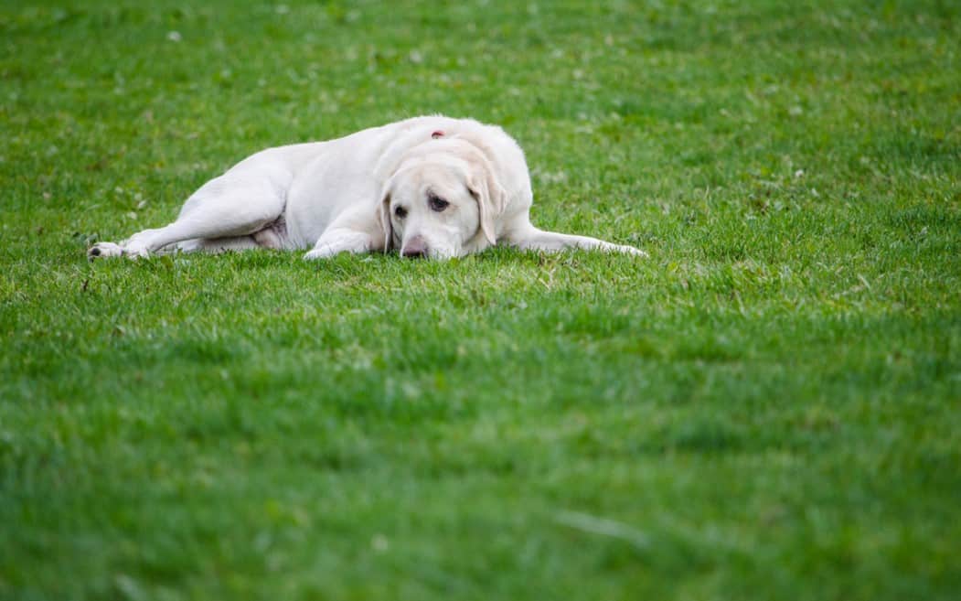 sick dog on the ground