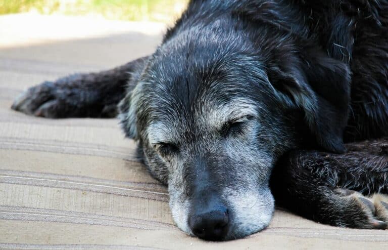 sleeping senior dog