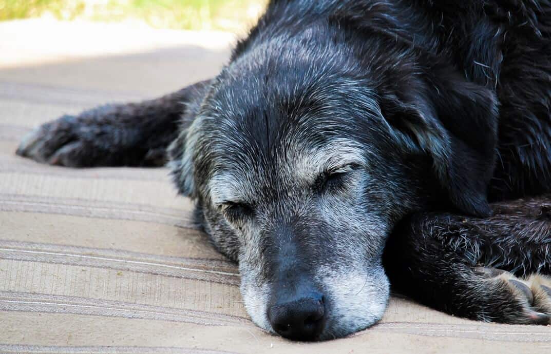 sleeping senior dog