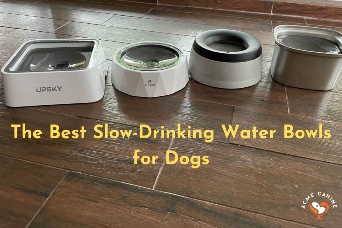 We tried the best slow drinkingw ater bowls for dogs