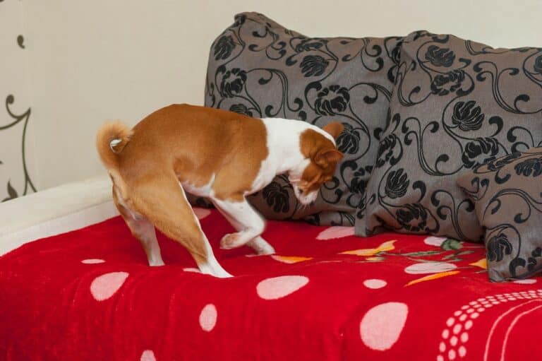 dog digging sofa