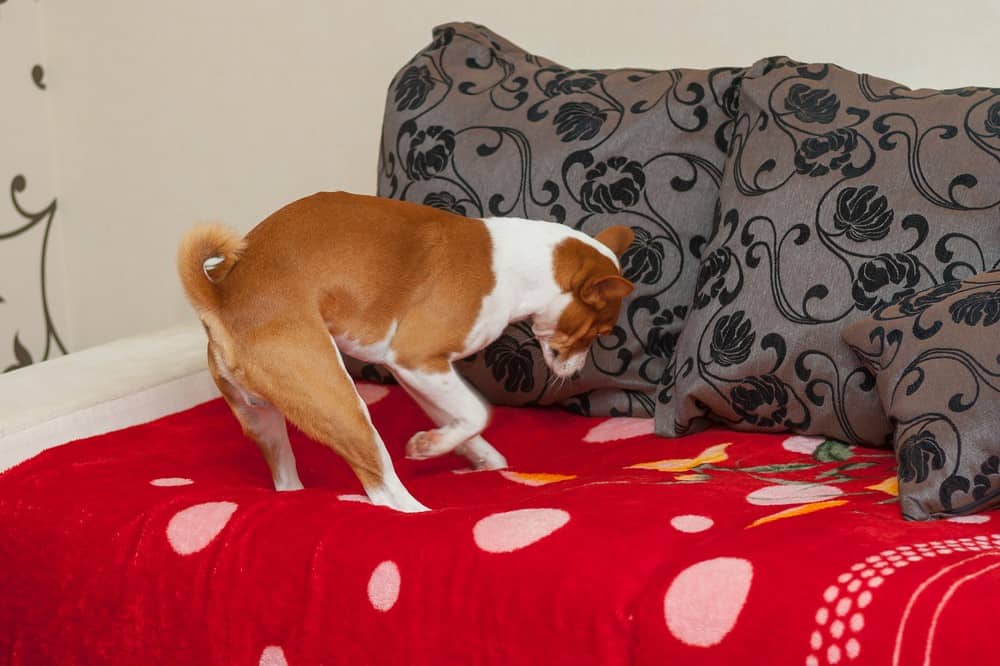 dog digging sofa