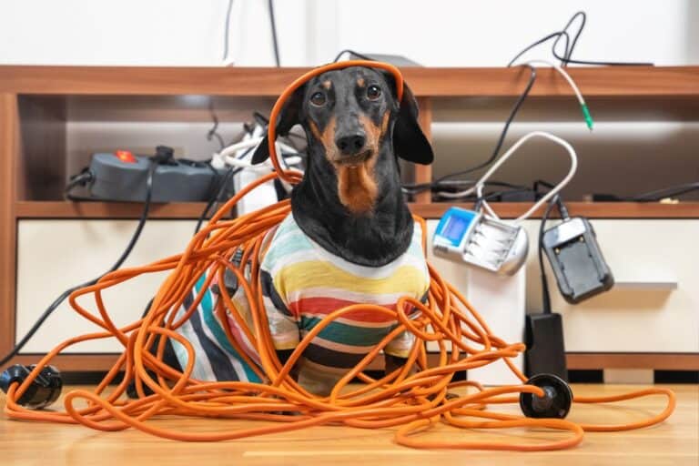 dog in cables- Puppy-Proof Apartment