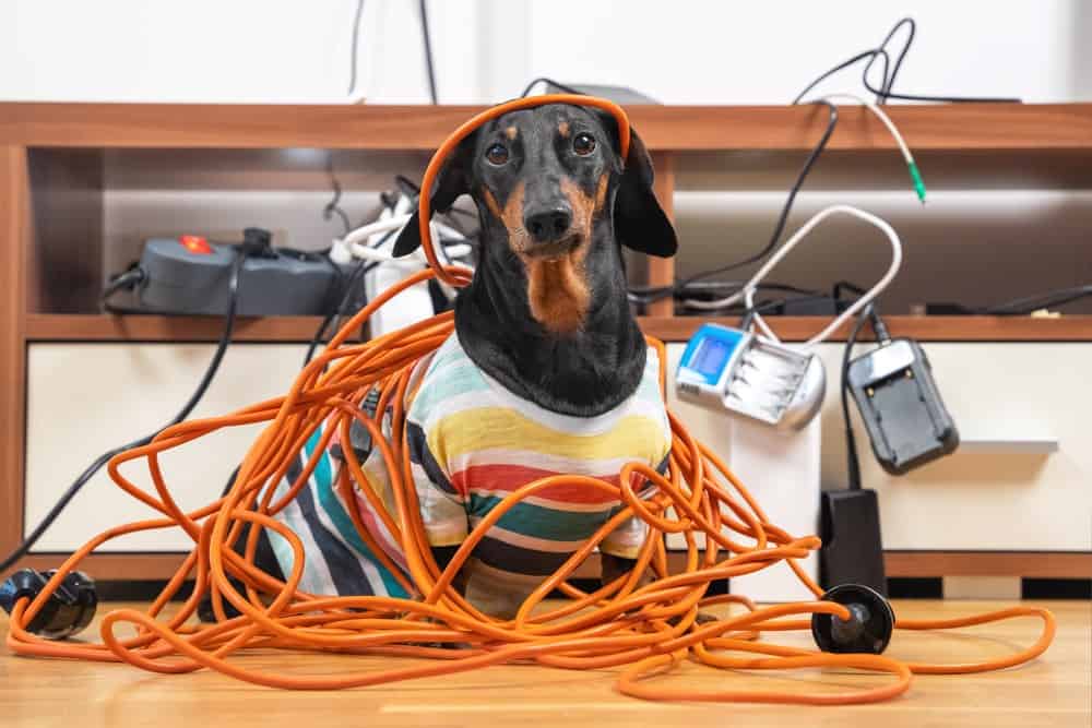 dog in cables- Puppy-Proof Apartment
