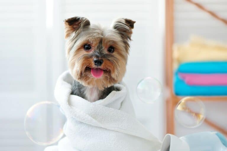 dog in towel after bath
