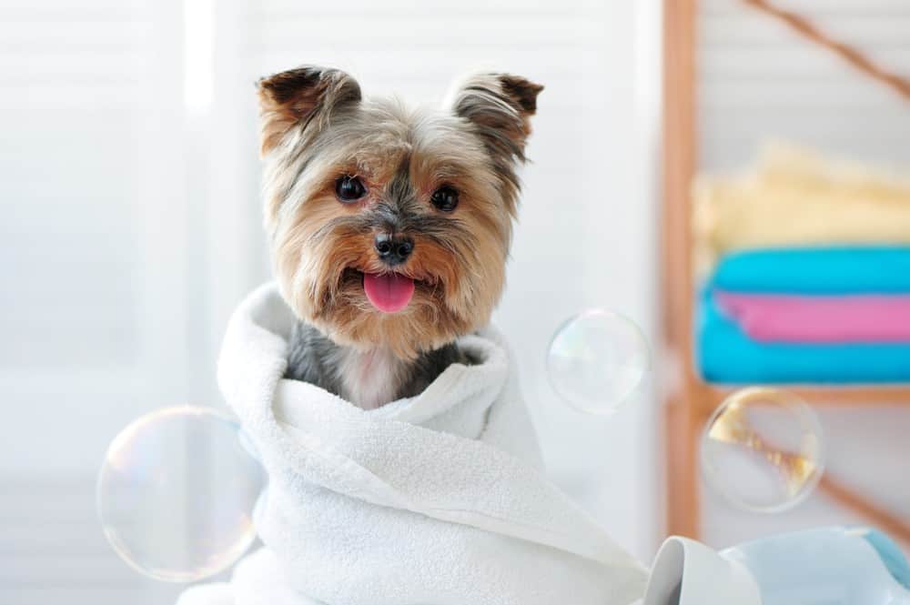 dog in towel after bath