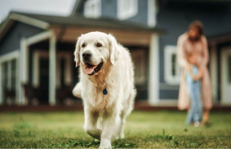 dog in yard and family in blurred background