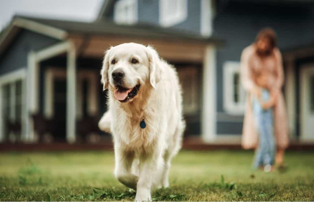 dog in yard and family in blurred background