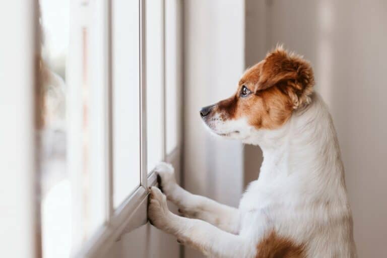 dog looking out of window
