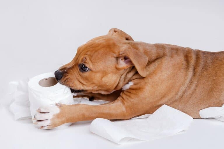 dog scratching toilet paper