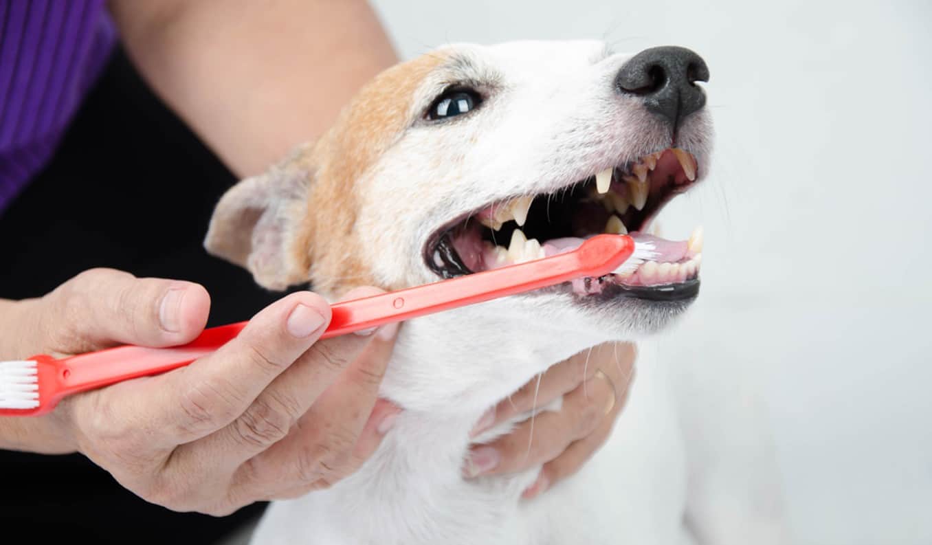 brushing dog teeth