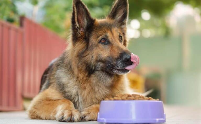 dog eating in bowl