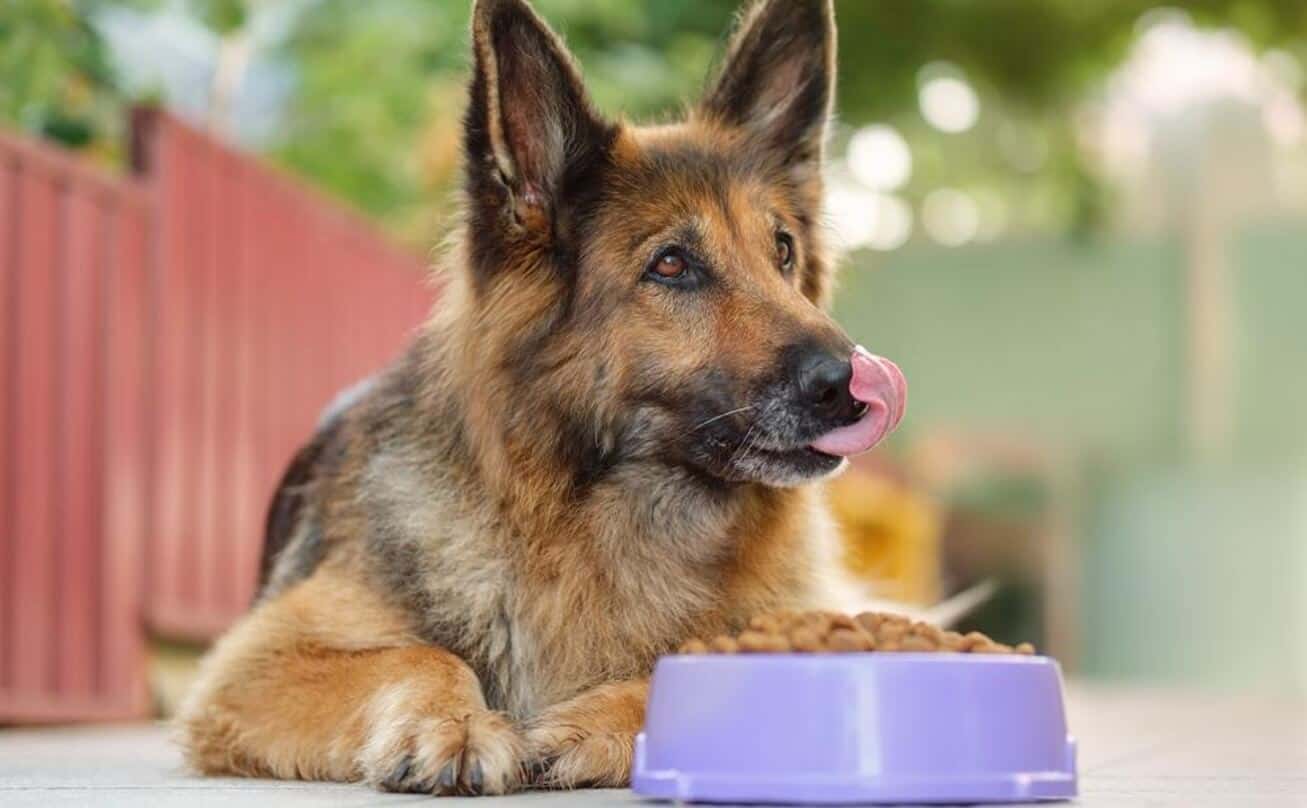 dog eating in bowl