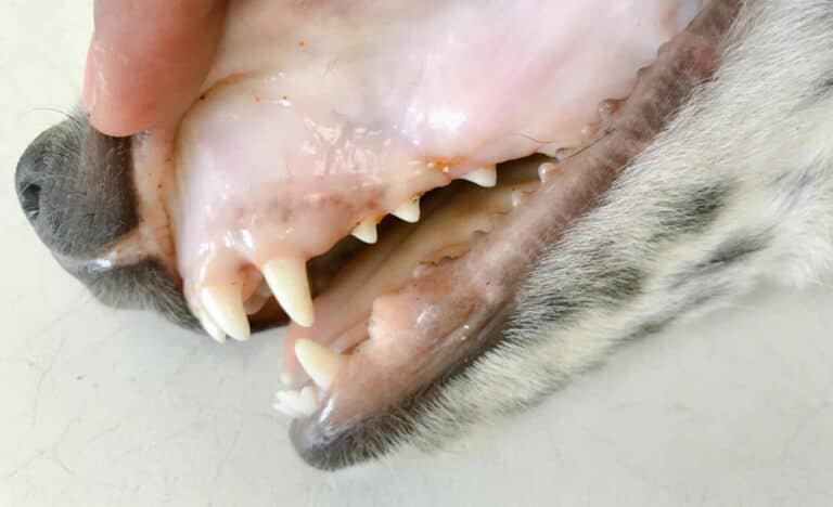 dog pale gums
