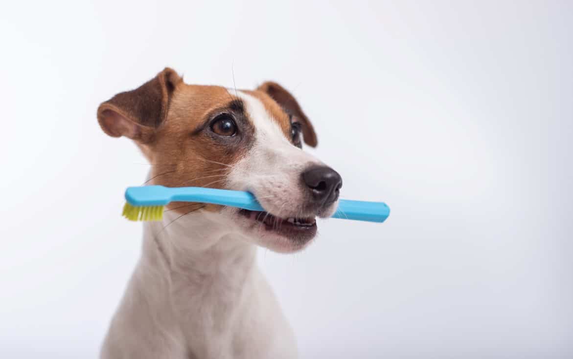 dog with brush in mouth