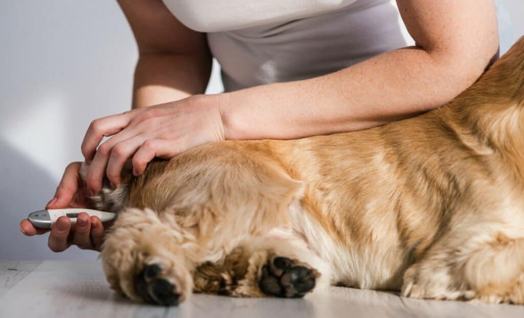 measuring dog temperaturew