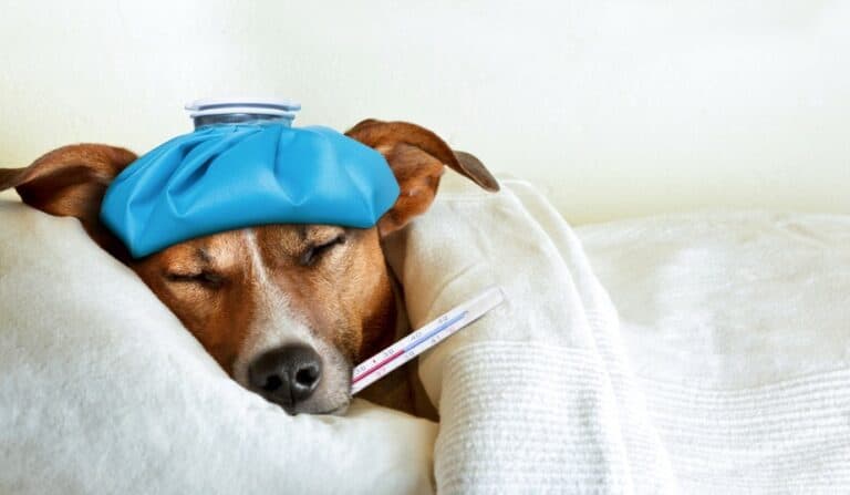 sick dog with thermometer and ice pack on head