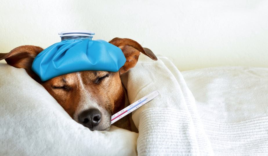 sick dog with thermometer and ice pack on head
