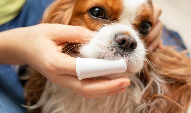 women cleaning dog teeth