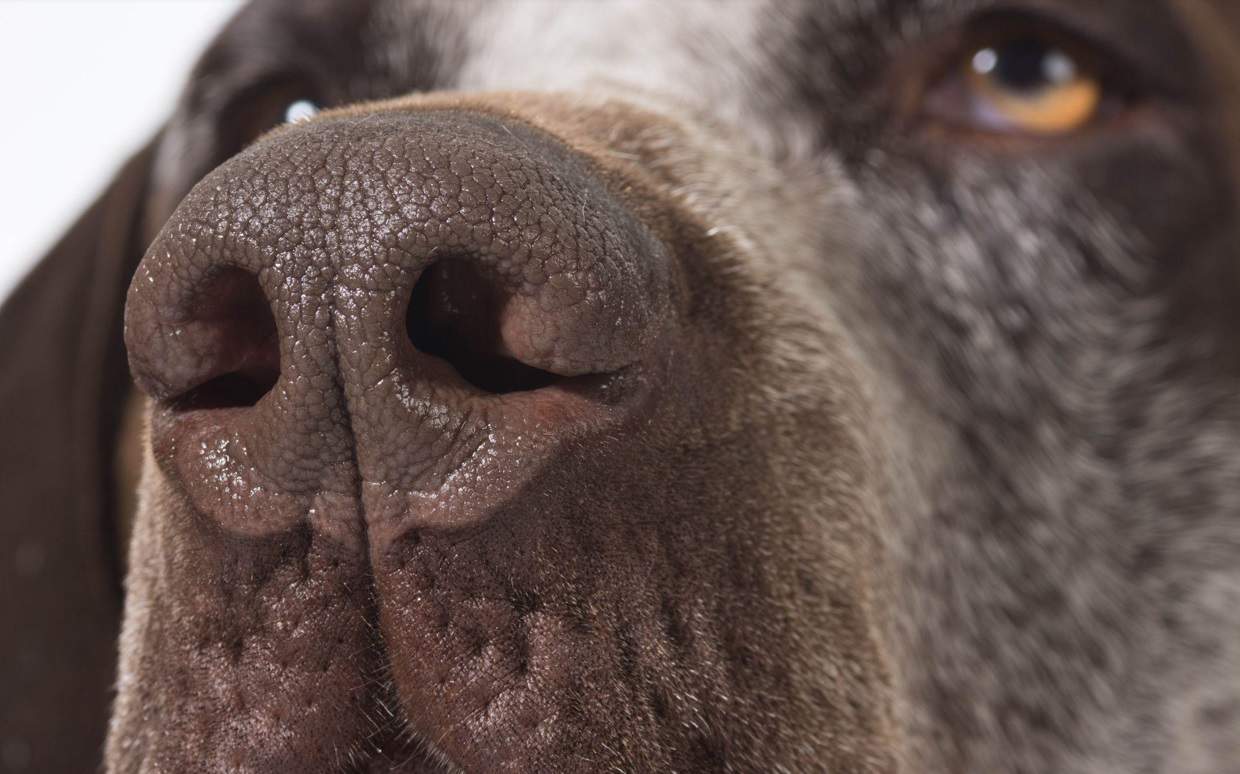 a dog nose closeup