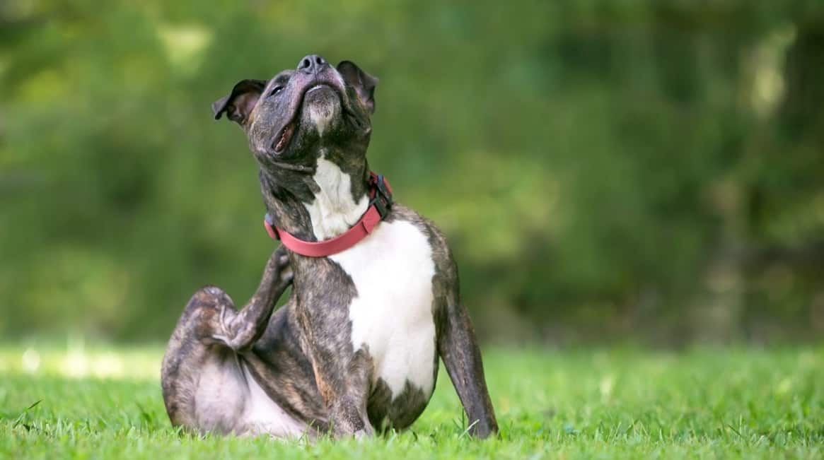 dog scratching in the park
