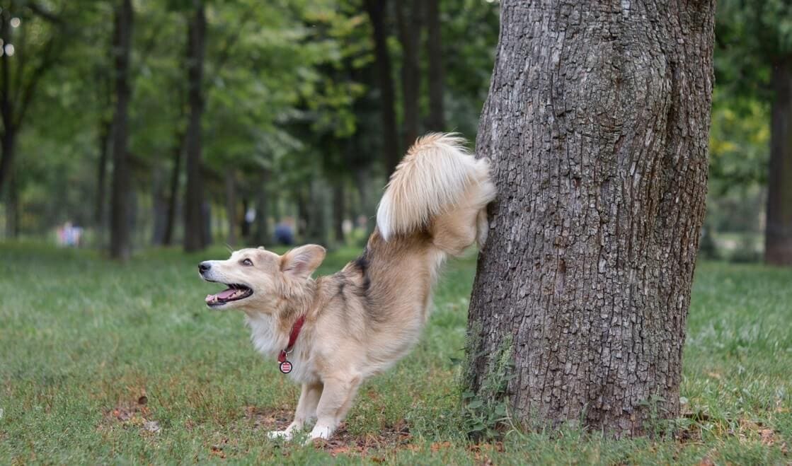 dog stretching legs with tree