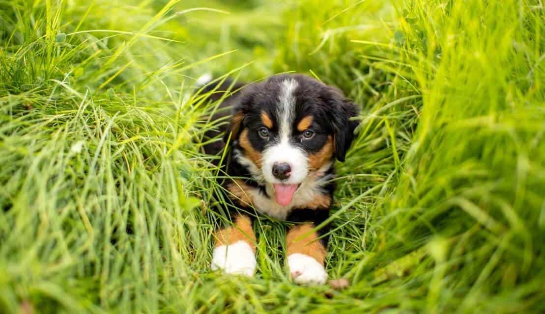 puppy in grass