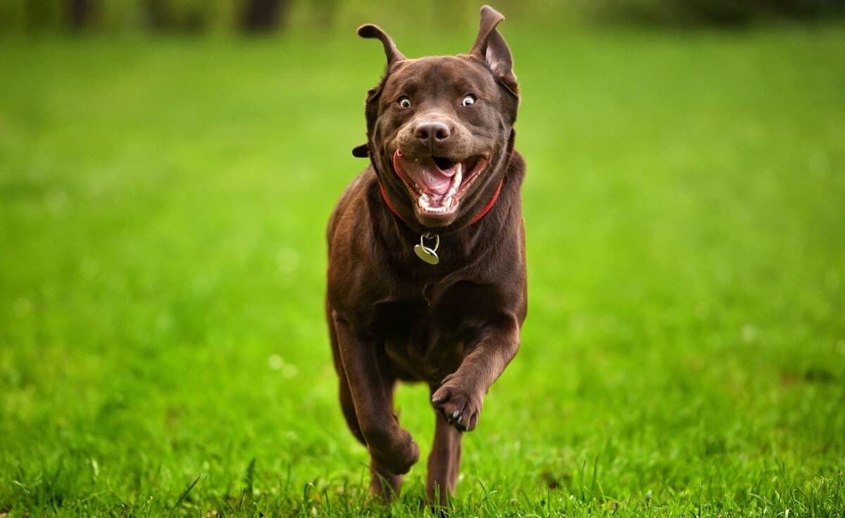 big dog playing in ground
