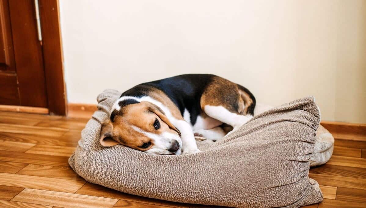 bored dog in the bed