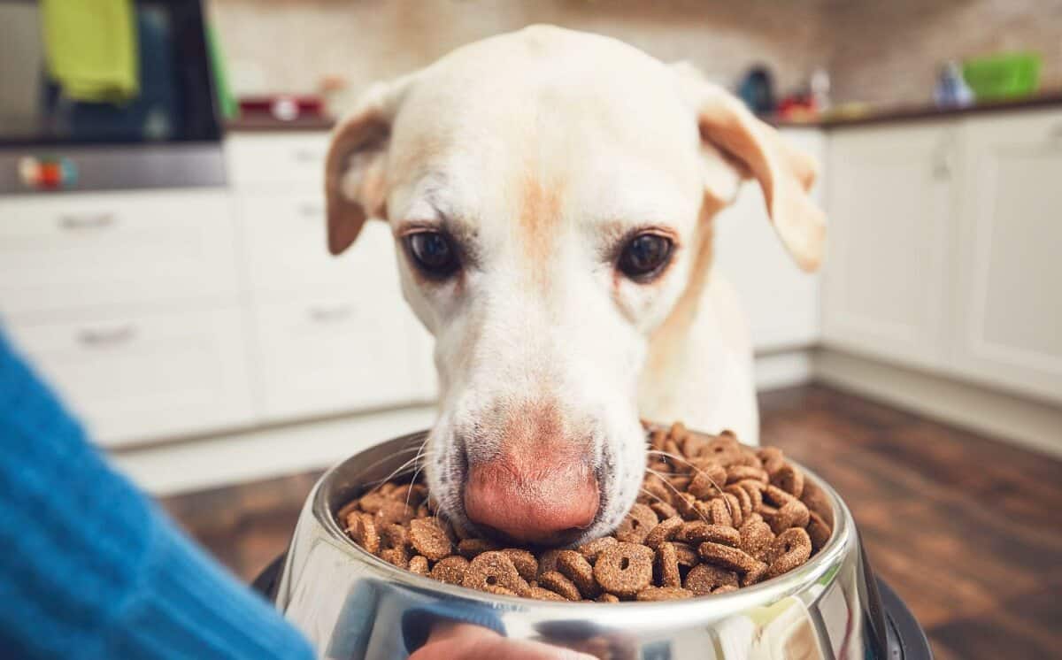 dog eating from bowl