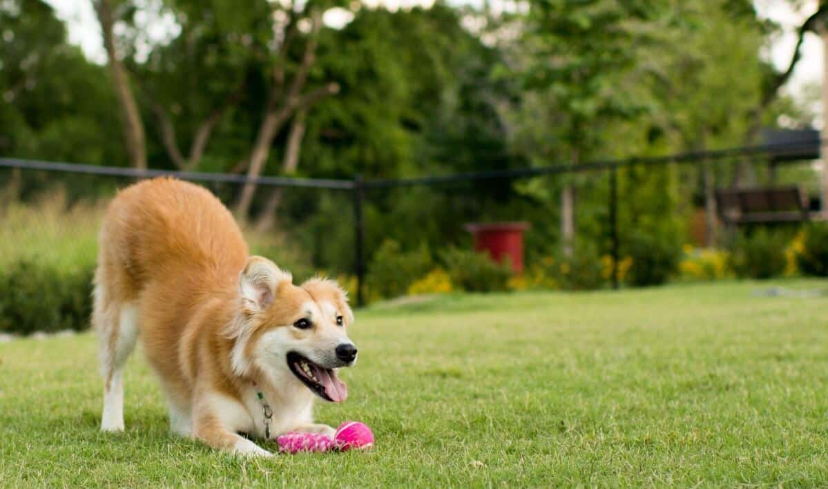 dog playing in the yard