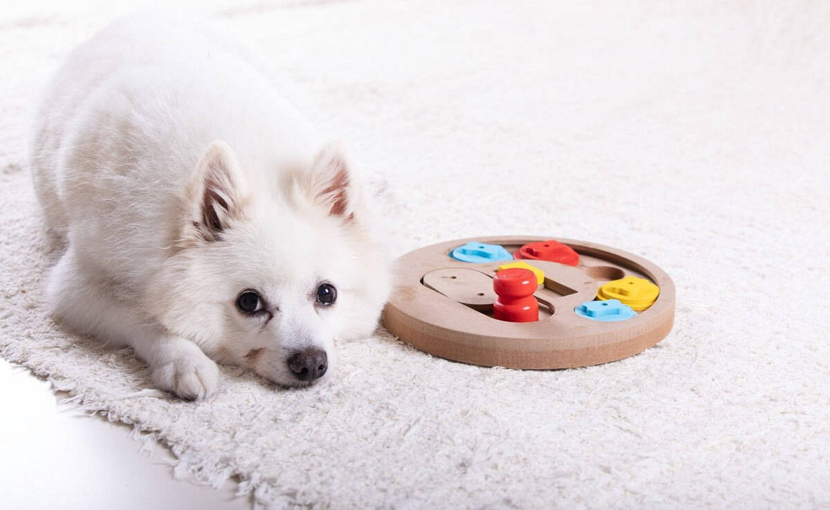 dog resting near toy