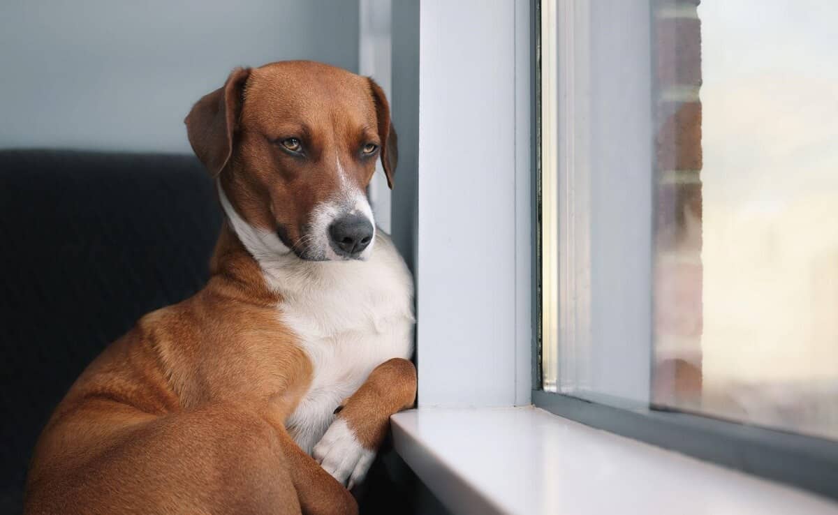 dog sitting near window