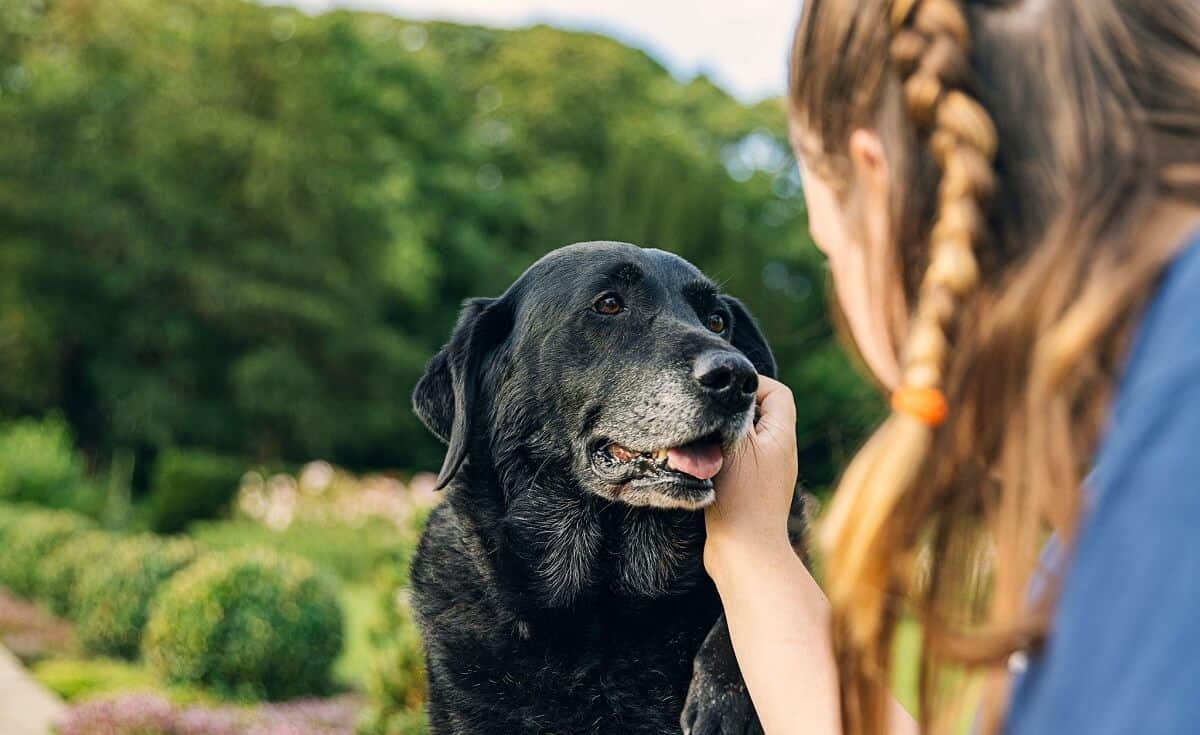 women comforting her senior dog