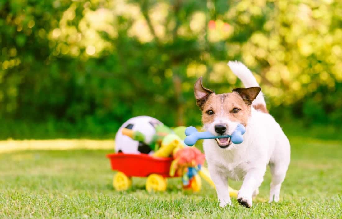dog playing with the toys in the ground