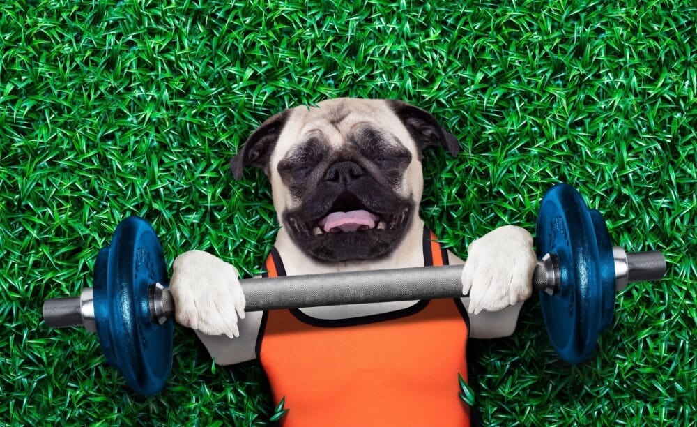 dog under the dumbbell